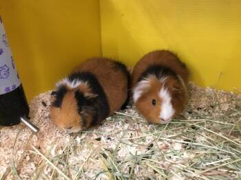 Rescue Guinea Pig Guinea Pigs for Adoption in San Diego, California - Rocco ( Bonded To Richie) | PetCurious